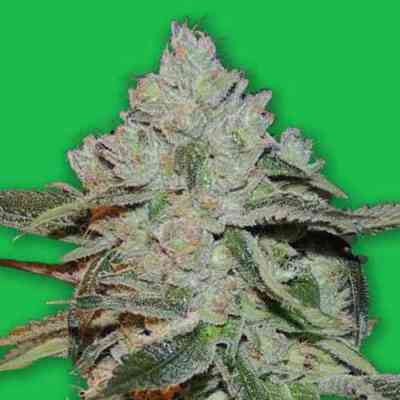 Atomic > Bomb Seeds | Feminized Marijuana   |  hybrid